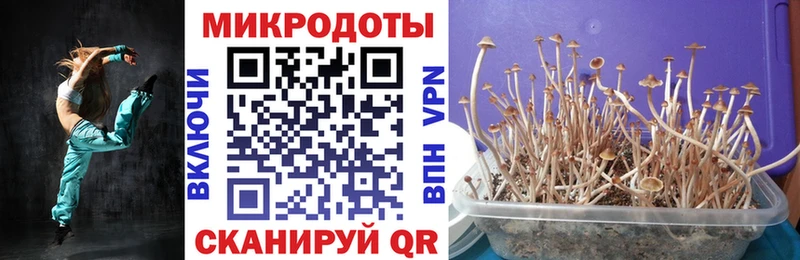 Псилоцибиновые грибы Psilocybine cubensis  Алексеевка 